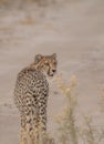 Cheetah walking through the savanna, Etosha national park, Namibia, Africa Royalty Free Stock Photo