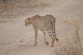 Cheetah walking through the savanna, Etosha national park, Namibia, Africa Royalty Free Stock Photo