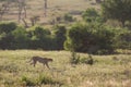Cheetah walking in savannah South Africa