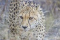 Cheetah walking in the tall grass Royalty Free Stock Photo