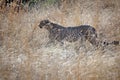 Cheetah in tall grass in Pilanesberg National Park Royalty Free Stock Photo