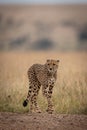 Cheetah walking on track in long grass Royalty Free Stock Photo