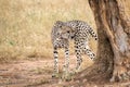Cheetah walks around a tree on a savanna in Tsavo West Reserve