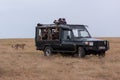 Cheetah walks behind truck full of photographers