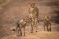 Cheetah walks down dirt track with cubs