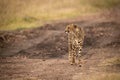Cheetah walks down dirt track looking left