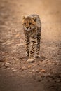 Cheetah walks down rocky track staring ahead