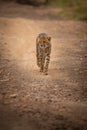 Cheetah walks down rocky track turning head