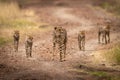 Cheetah walks down track with four cubs
