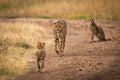 Cheetah walks down track between two cubs