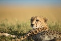 Cheetah walks through long grass in savannah Acinonyx jubatus Royalty Free Stock Photo