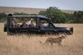 Cheetah walks past truck full of photographers