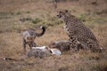 Cheetah watching as cubs eat Thomson gazelle