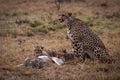 Cheetah watching while cubs eat Thomson gazelle