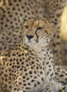 Cheetah watching curiously at Masai Mara, Kenya Royalty Free Stock Photo