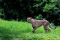 A cheetah is watching its surroundings warily. Royalty Free Stock Photo