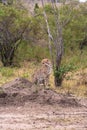 Cheetah watching ungulates. Savanna of Masai Mara, Kenya