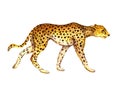Cheetah Watercolor illustration isolated on white background