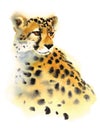 Cheetah Watercolor Wild Animal Illustration Hand Painted