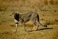 Cheetah in Welgevonden Game Reserve South Africa