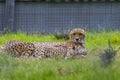 Cheetah at west midlands safari park zoo