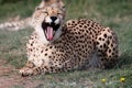 Cheetah Wild Cat Royalty Free Stock Photo