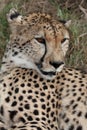 Cheetah Wild Cat Royalty Free Stock Photo