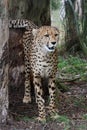 Cheetah Wild Cat Royalty Free Stock Photo