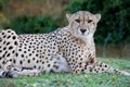 Cheetah Wild Cat Resting Portrait