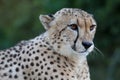 Cheetah Wild Cat Resting Portrait