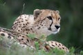 Cheetah Wild Cat Royalty Free Stock Photo