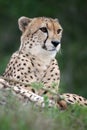 Cheetah Wild Cat Royalty Free Stock Photo