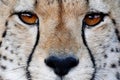 Cheetah Wild Cat Eyes Royalty Free Stock Photo