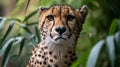 Cheetah Wild cat Eyes with grass background.