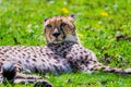 Cheetah Wild Cat Eyes, wildlife animals Royalty Free Stock Photo