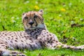 Cheetah Wild Cat Eyes, wildlife animals Royalty Free Stock Photo