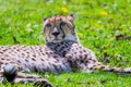 Cheetah Wild Cat Eyes, wildlife animals Royalty Free Stock Photo