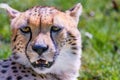 Cheetah Wild Cat Eyes, wildlife animals Royalty Free Stock Photo