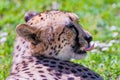 Cheetah Wild Cat Eyes, wildlife animals Royalty Free Stock Photo