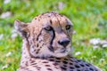 Cheetah Wild Cat Eyes, wildlife animals Royalty Free Stock Photo