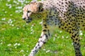 Cheetah Wild Cat Eyes, wildlife animals Royalty Free Stock Photo