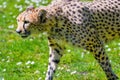 Cheetah Wild Cat Eyes, wildlife animals Royalty Free Stock Photo