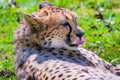 Cheetah Wild Cat Eyes, wildlife animals Royalty Free Stock Photo