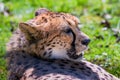 Cheetah Wild Cat Eyes, wildlife animals Royalty Free Stock Photo