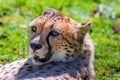 Cheetah Wild Cat Eyes, wildlife animals Royalty Free Stock Photo