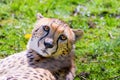 Cheetah Wild Cat Eyes, wildlife animals Royalty Free Stock Photo