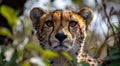 Cheetah wild cat hunting and hiding in green bush on sunny summer day in safari valley.Macro.AI Generative Royalty Free Stock Photo