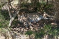 Cheetah wild cat lying on the ground. African wildlife safari game drive Royalty Free Stock Photo