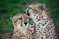 Cheetah Wild Cat Pair Royalty Free Stock Photo