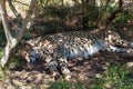 Cheetah wild cat sleeping on the ground. African wildlife safari game drive